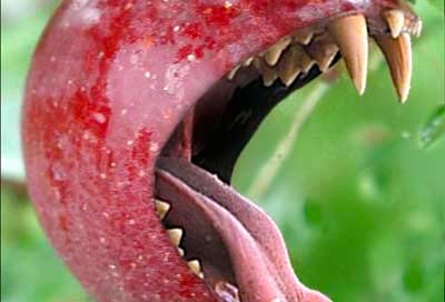 apple-bite