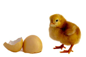 chick-300x200.jpg