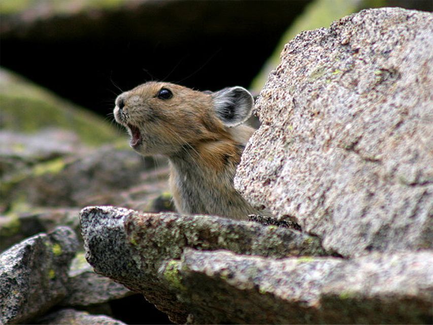 the-mouse-that-roared1